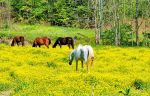 Buttercup Pasture Horses