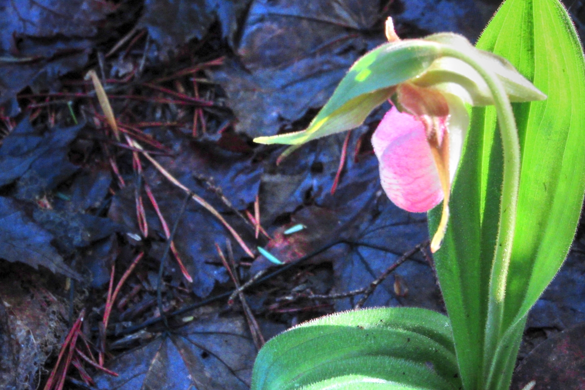 In Forest and Field: Yellow Lady's Slippers